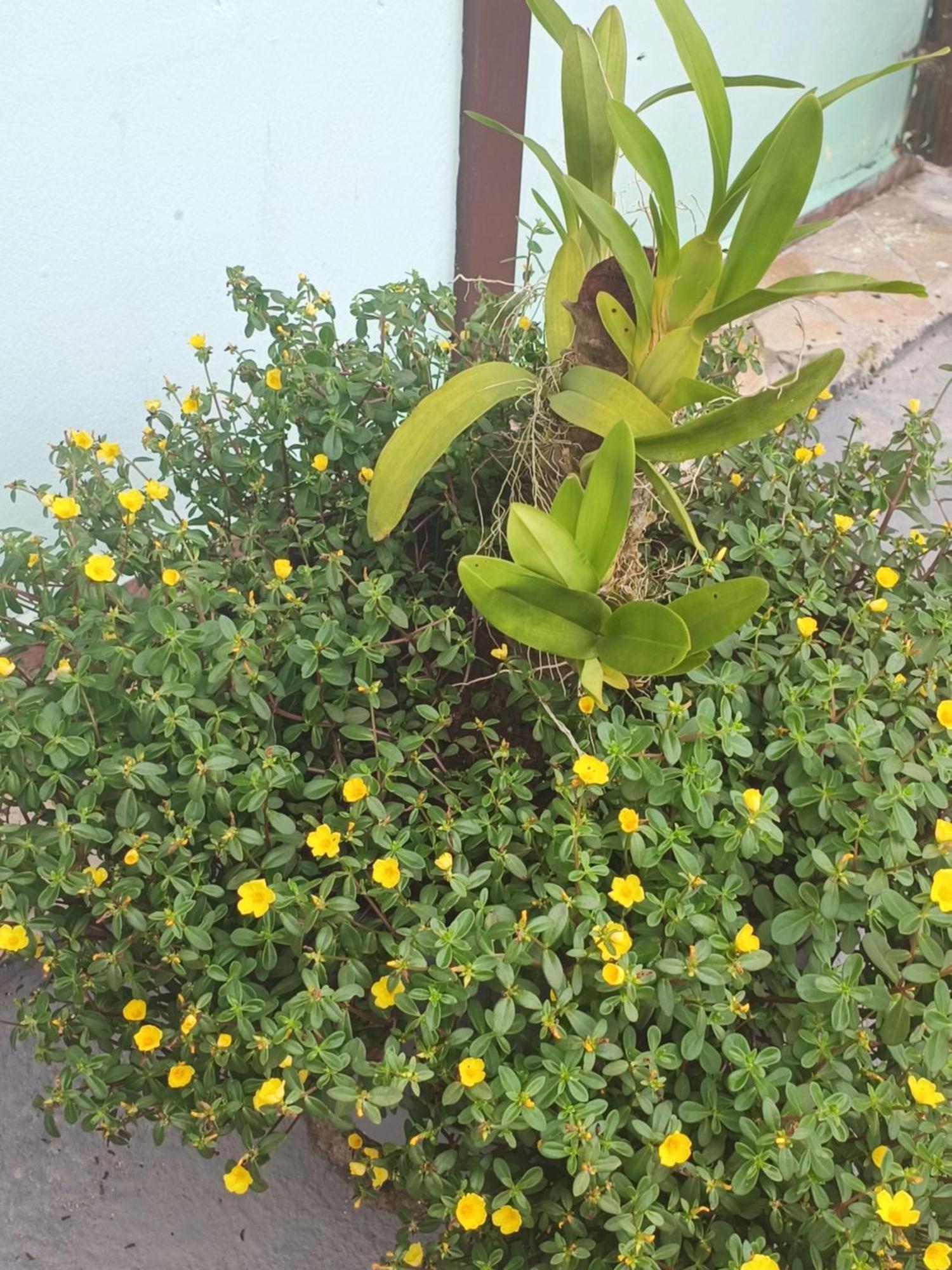 Pousada Nova Primavera Ubatuba Eksteriør billede